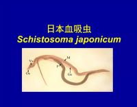 血吸蟲病要重視，查螺滅螺不可少