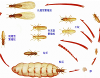 打響白蟻防治保衛(wèi)戰(zhàn)，別讓小蟲子毀了大屋子